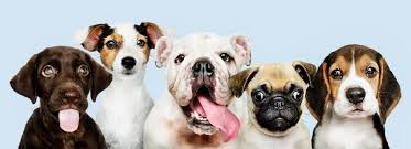 Why Choose Puppies in Dubai?