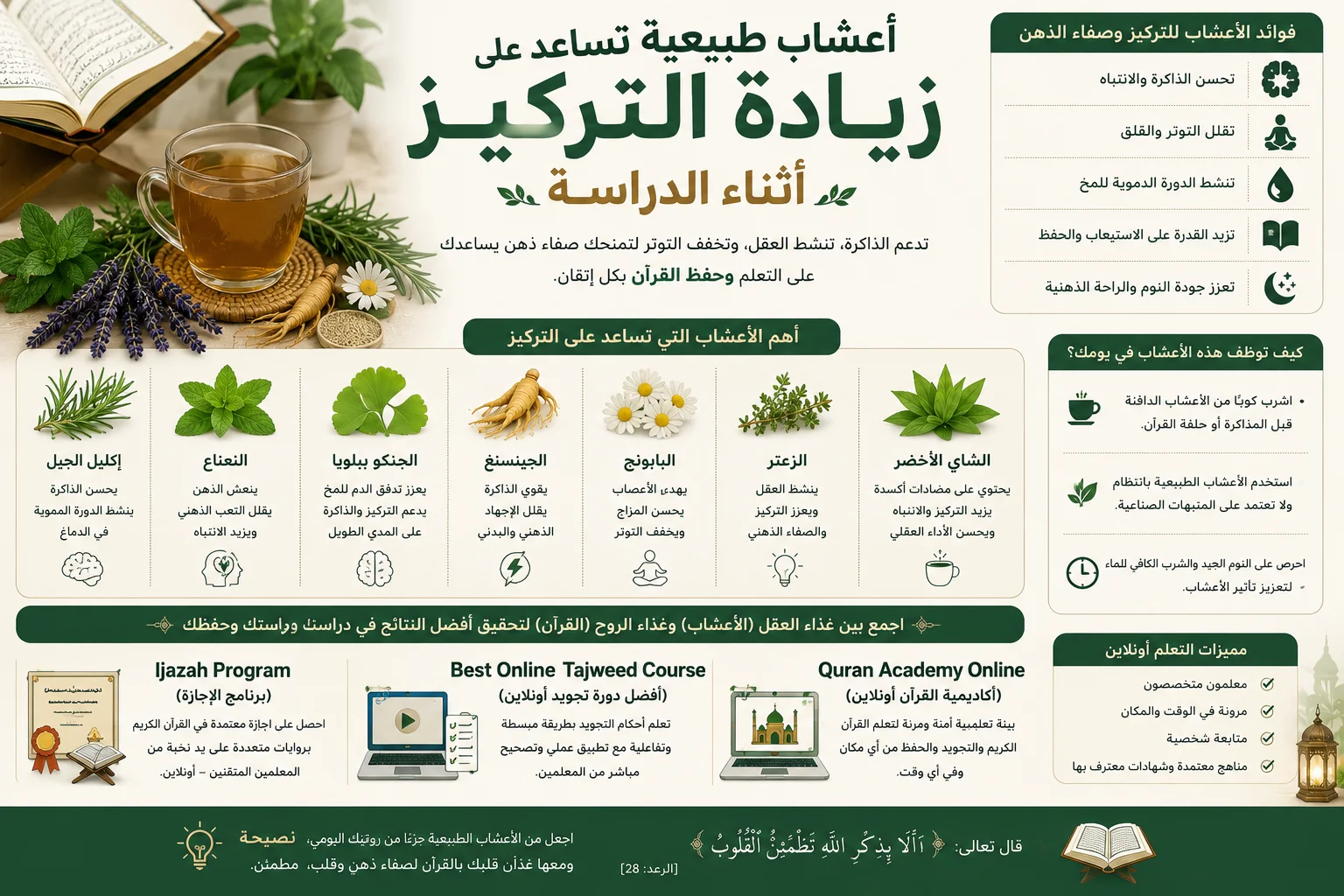 أعشاب طبيعية تساعد على زيادة التركيز أثناء الدراسة، مع الإشارة إلى Quran Academy Online (أكاديمية القرآن أونلاين) وIjazah Program (برنامج الإجازة) وBest Online Tajweed Course (أفضل دورة تجويد أونلاين).